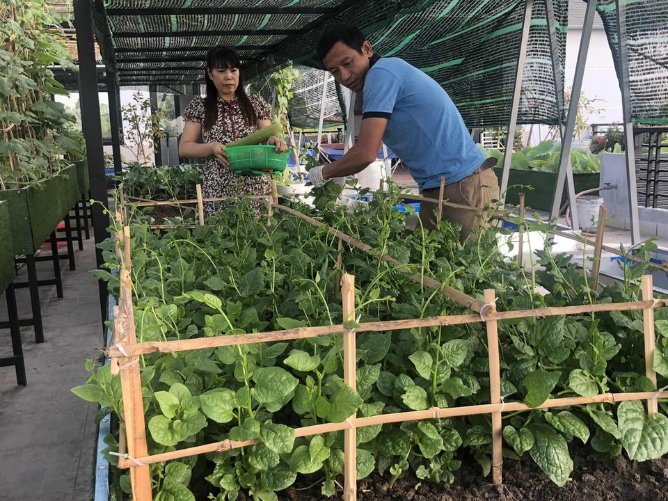 Doanh nhân 7x đào ao trồng sen đẹp hút hồn trên sân thượng 400m2 ở Sài Gòn - 11 Doanh nhân 7x đào ao trồng sen đẹp hút hồn trên sân thượng 400m2 ở Sài Gòn - 11