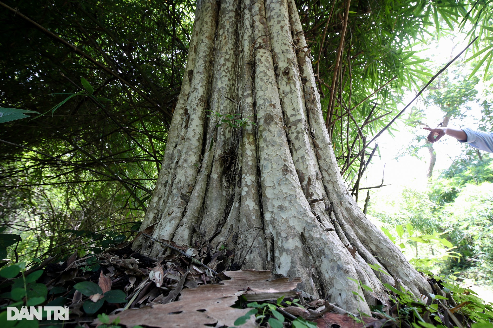 Khu rừng hơn 600ha làm hồ Ka Pét có những loài cây quý nào? - 2