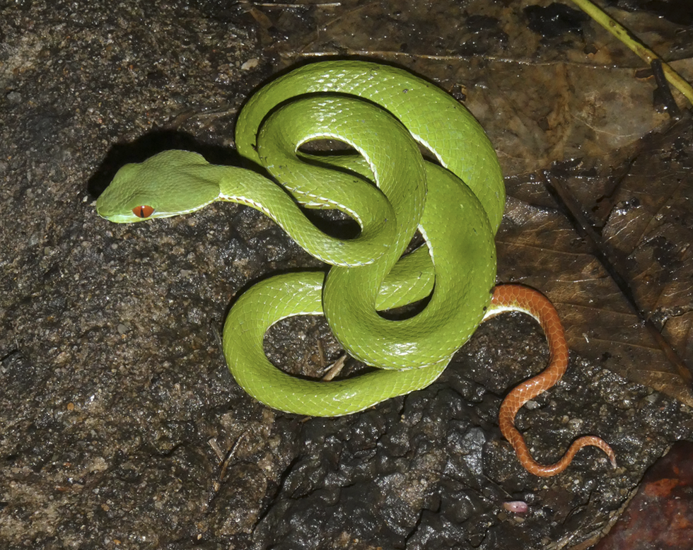 Những loài rắn độc có đặc điểm dễ nhận dạng tại Việt Nam (Phần 4) - 2