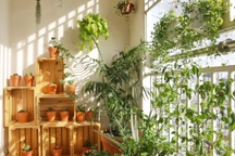 Ở nhà mùa dịch, YouTuber biến ban công đơn điệu thành khu vườn xanh mát