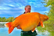 Cần thủ câu trúng cá chép nặng 30kg từng được thả xuống hồ cách đây 20 năm