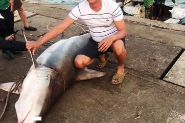 Ngư dân bắt được cá lạ giống cá mập, bán 18 triệu đồng