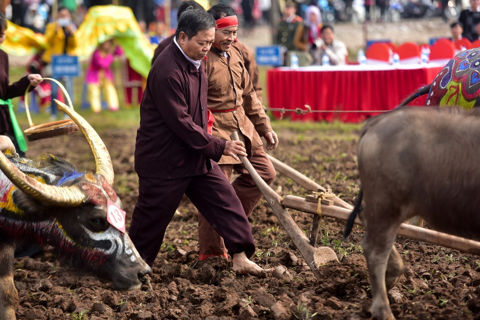 “Vua” xuống ruộng đi cày đầu năm mới, cầu mùa màng bội thu - 13 “Vua” xuống ruộng đi cày đầu năm mới, cầu mùa màng bội thu - 13