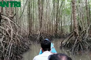 Khám phá tuyến du lịch xuyên rừng Mũi Cà Mau.