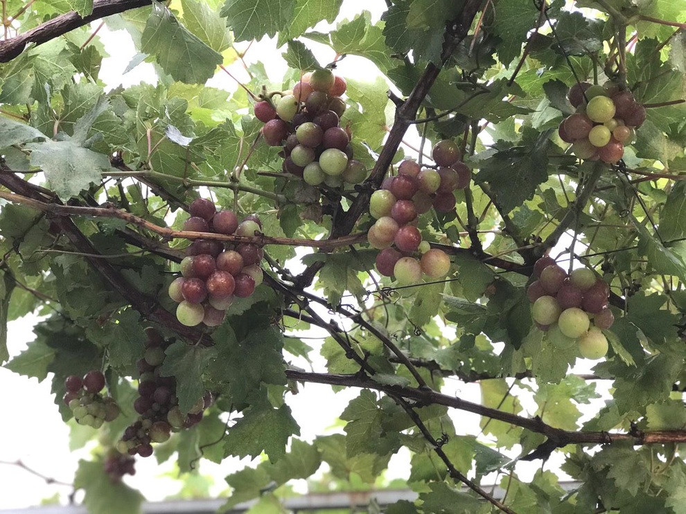 Khu vườn kết hợp nuôi cá giữa Sài thành của người đàn ông đam mê trồng cây - 9