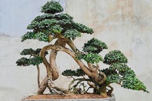 Siêu cây Đà Nẵng Hoàng Anh Mộc (Duối) có dáng "cực kỳ độc"