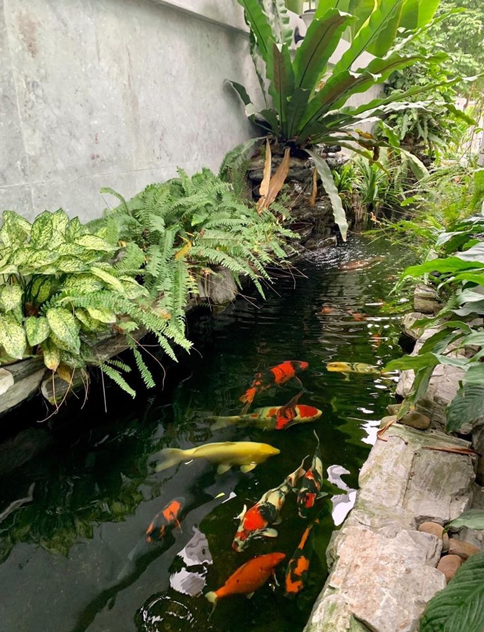 Mẹ đảm Hải Phòng trồng rau, nuôi cá trên sân thượng biệt thự triệu USD - 8 Mẹ đảm Hải Phòng trồng rau, nuôi cá trên sân thượng biệt thự triệu USD - 8