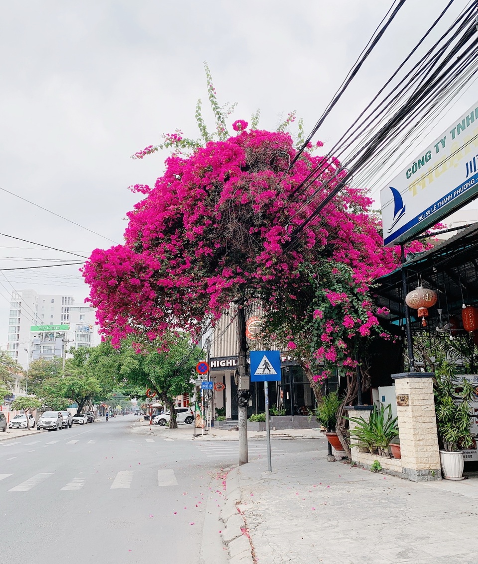 Nha Trang: Hoa giấy rực rỡ khắp các nẻo đường - 5 Nha Trang: Hoa giấy rực rỡ khắp các nẻo đường - 5