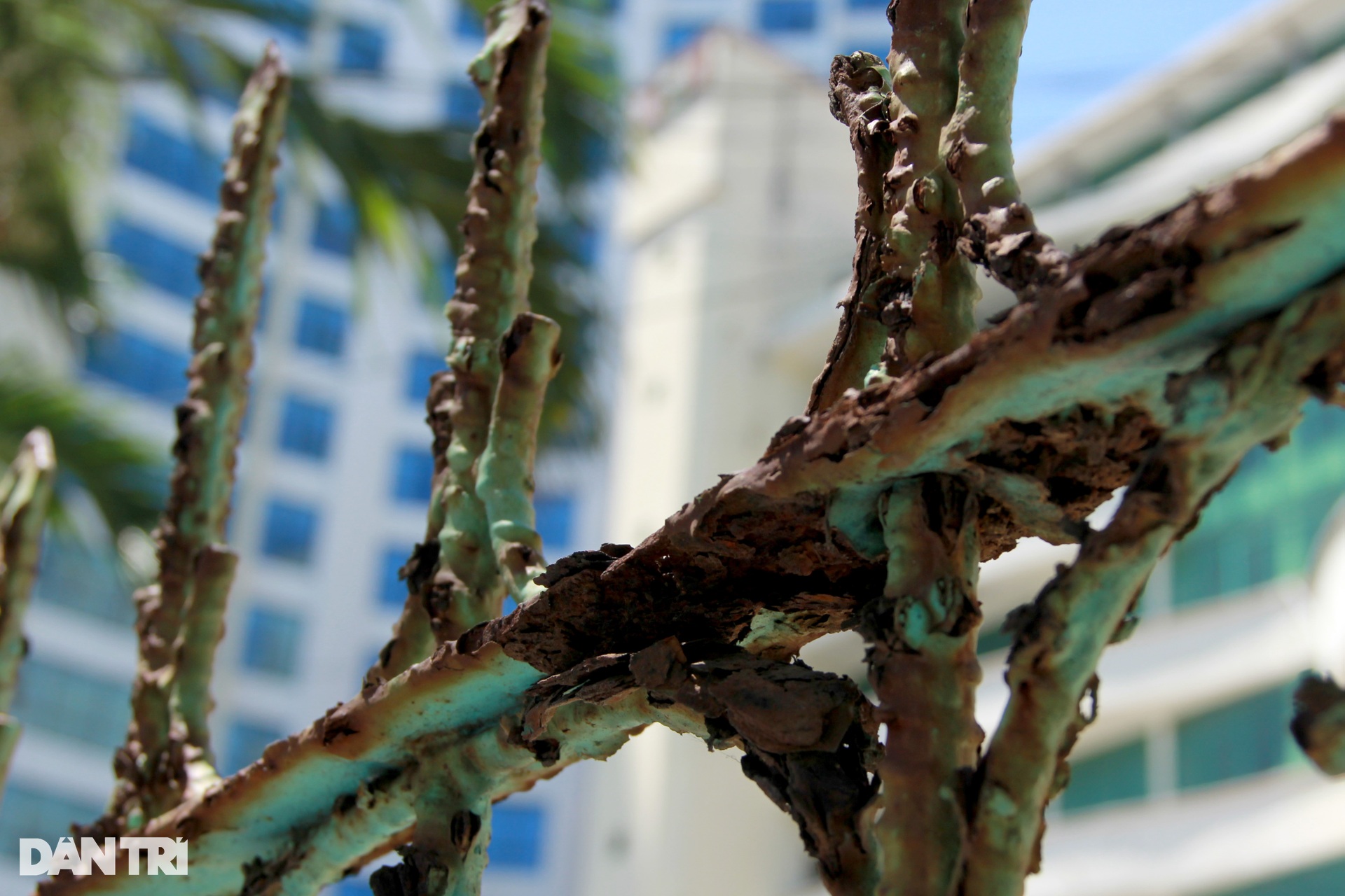 Cận cảnh 4 dự án bỏ hoang, chậm tiến độ mà Phó Thủ tướng trực tiếp kiểm tra - 6