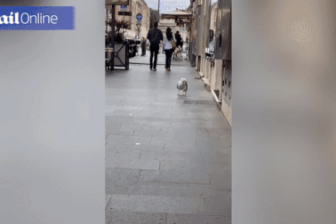 Hải âu nuốt chửng nguyên con chuột sống trên đường phố