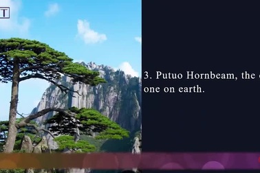 Cây thông nghìn năm tuổi có vệ sĩ riêng, được chăm sóc "sức khỏe" định kỳ