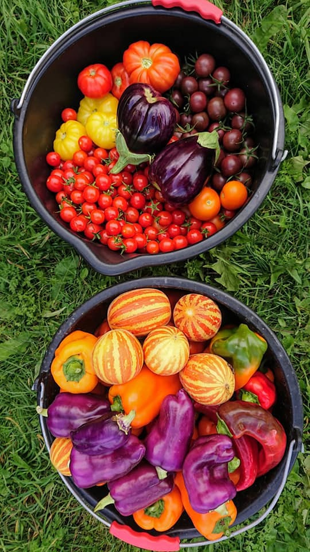 Chi tiền mua mảnh đất hoang, cặp đôi tha hồ ăn rau sạch mỗi ngày - 7 Chi tiền mua mảnh đất hoang, cặp đôi tha hồ ăn rau sạch mỗi ngày - 7