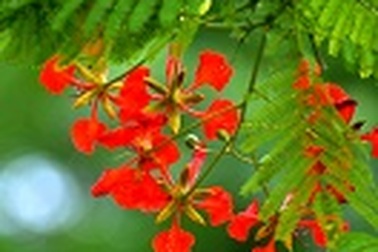 Con phải bỏ học thôi, mẹ ơi