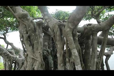 Sanh cổ “Ngũ long tranh châu” mua từ năm 1996 với giá 100 cây vàng