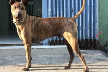 Đánh bả 2 con chó cảnh Phú Quốc rồi mang bán cho quán nhậu