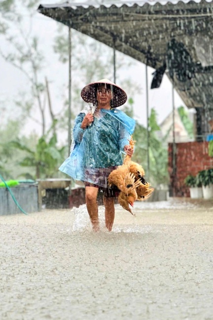 Mưa không ngớt, người dân Hà Tĩnh đưa vật nuôi, ô tô lên đê tránh lũ