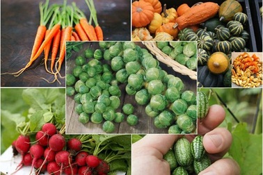 Những củ, quả tí hon giá cắt cổ được săn lùng