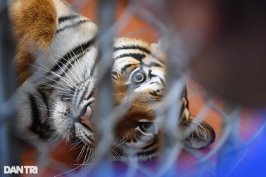 Những "bảo mẫu" chăm hổ tại Vườn thú Thủ Lệ ở Hà Nội