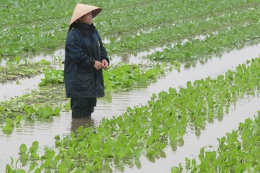 Người trồng rau "khóc ròng" vì mưa lớn trái mùa