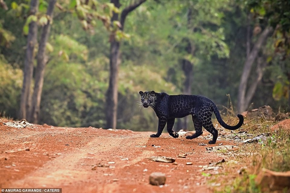 Báo đen cực hiếm bị bắt gặp băng qua đường săn nai ở Ấn Độ - 5