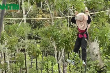 Năm khỉ, đi công viên leo trèo như khỉ