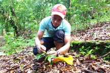 Hình thành trung tâm công nghiệp dược liệu, "quốc bảo" là cây chủ lực