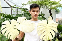 Trăm triệu đến nửa tỷ đồng 1 chiếc lá cảnh, thú lạ của dân chơi Sài Gòn