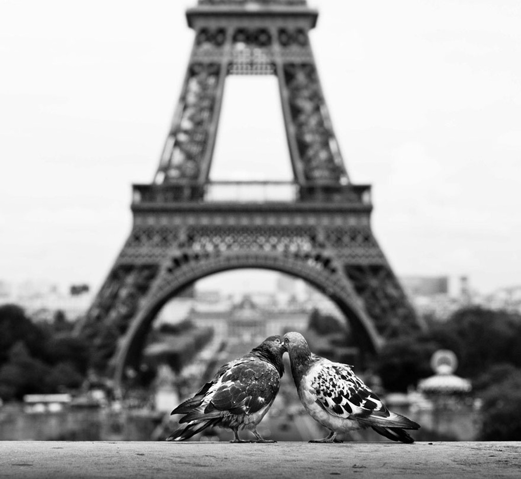 The dove couple is cuddling in Paris, which is known as