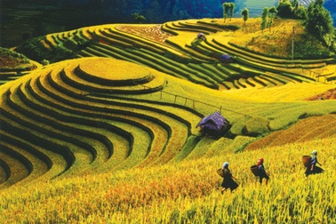 Chiêm ngưỡng những cánh đồng lúa đẹp hút hồn du khách