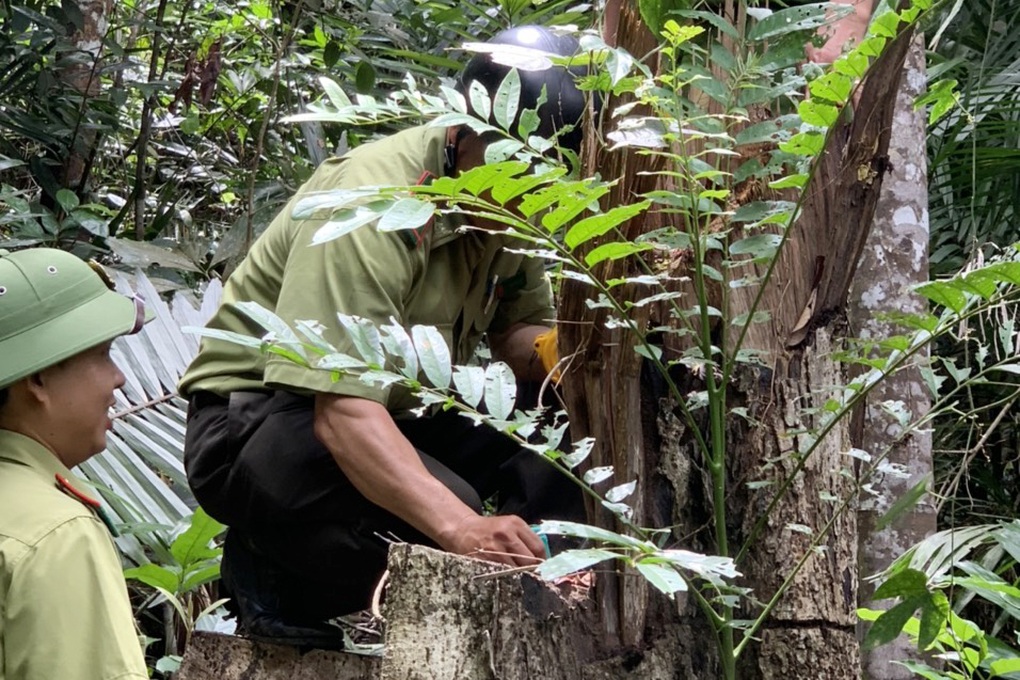 Rừng phòng hộ ở Gia Lai bị lâm tặc rút ruột trong thời gian dài - 9 Rừng phòng hộ ở Gia Lai bị lâm tặc rút ruột trong thời gian dài - 9