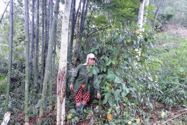 Hỗ trợ hơn 20.000 tấn gạo cho người dân biên giới bảo vệ, phát triển rừng