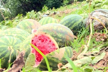 Dưa hấu bỏ thối đầy đồng vì giá hạ thấp, thương lái bỏ chạy không thu mua