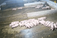 Động đất 4 độ ở Sơn La: Đàn lợn hốt hoảng chạy, người dân tưởng nổ bình gas
