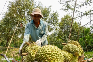 Tin vui với sầu riêng Việt Nam