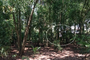 Nam bảo vệ chết trong tư thế treo cổ ở vườn tràm