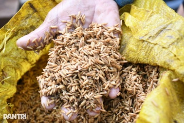 Lũ rút, bò chết, thóc mọc mầm, nhà tan hoang