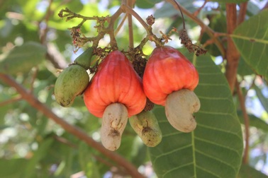 Giá nông sản hôm nay 1/9: Cà phê robusta tăng, điều giữ ngôi đầu tại Đức