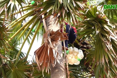Nghề trèo thốt nốt, cơ cực đổi tiền triệu mỗi ngày