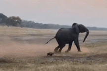 Nổi bật tuần qua: Lửng mật liều lĩnh tấn công voi và cái kết