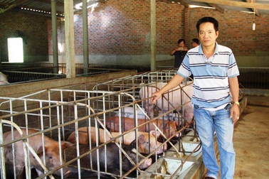 Bình Định: Heo rớt giá, người nuôi ôm nợ