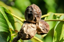 Nghiên cứu mới: Loại quả phổ biến giúp cải thiện giấc ngủ