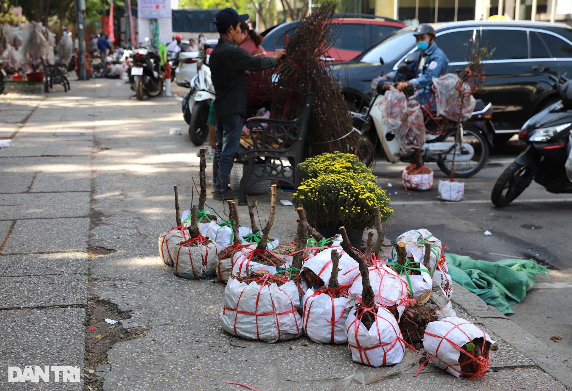 Tiểu thương đập bỏ cây kiểng chiều 30 Tết vì bị ép giá - 10 Tiểu thương đập bỏ cây kiểng chiều 30 Tết vì bị ép giá - 10