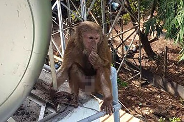 Bắt được một con khỉ quý hiếm tấn công người ở Bình Dương