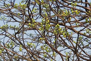 Cây mai vàng gần 100 năm tuổi được ra giá 1,6 tỉ đồng