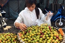 4.000 tấn mận Tàu về Việt Nam: Chị em mời nhau ăn hết