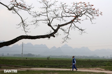 Hoa gạo nở đẹp sâu lắng vùng ngoại thành Hà Nội