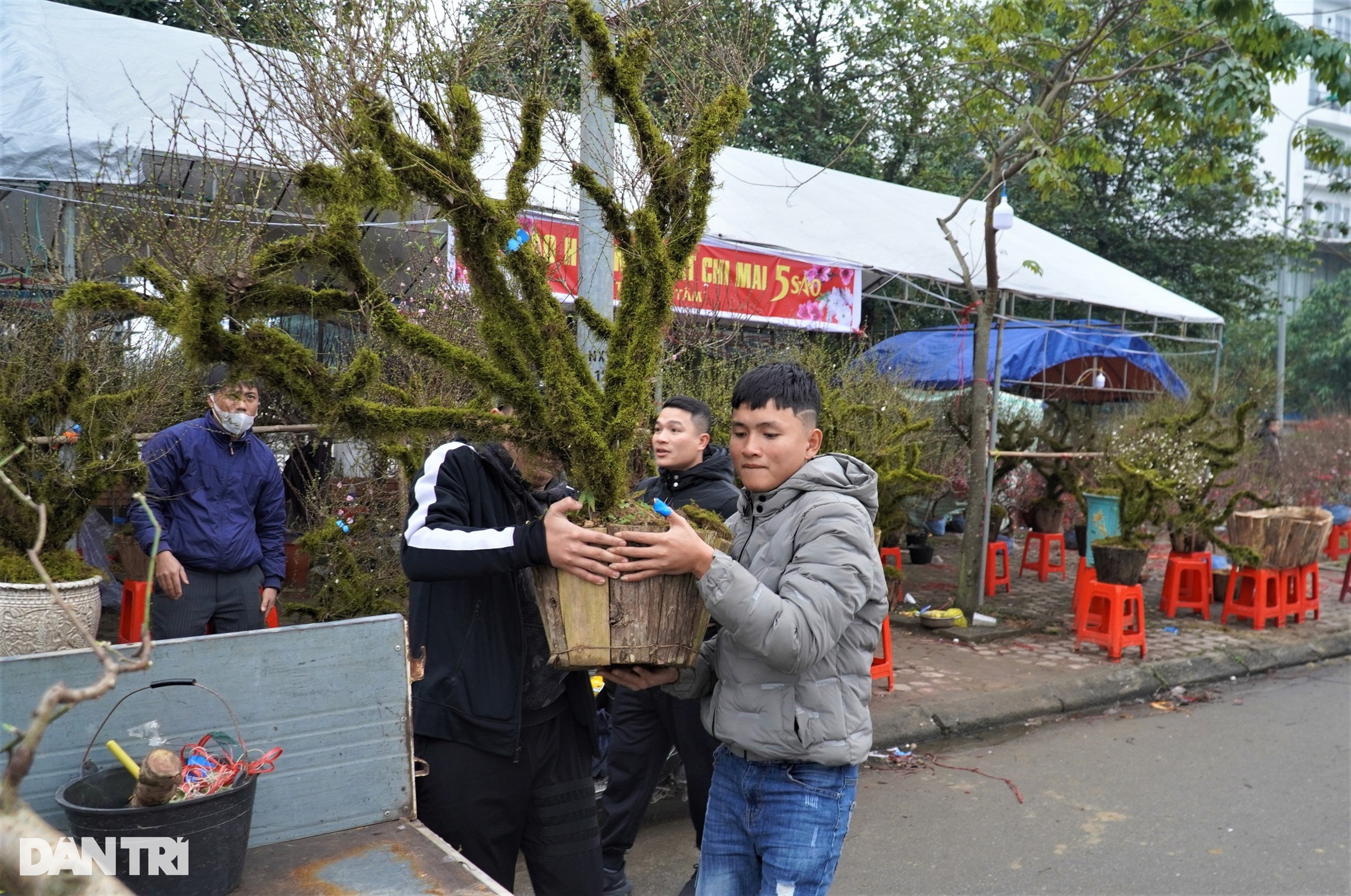 Loài hoa phủ rêu cổ kính trong thập đại danh hoa, giá cả chục triệu đồng - 8 Loài hoa phủ rêu cổ kính trong thập đại danh hoa, giá cả chục triệu đồng - 8