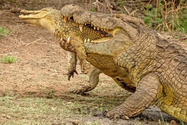 Cá sấu sông Nile khổng lồ tấn công, ăn thịt đồng loại