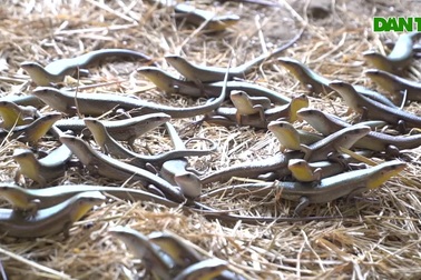 Nuôi toàn con "độc lạ", chàng trai xứ Thanh thu lãi tiền tỷ mỗi năm