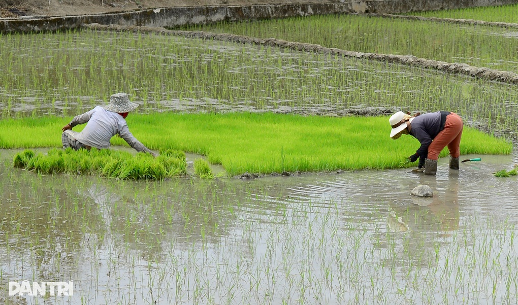 Lạ lẫm những cánh đồng Mêka đá xen trong lúa - 2